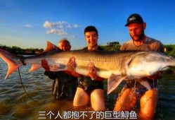 鲨鱼最新爆料视频大全,揭秘海洋深处的神秘世界